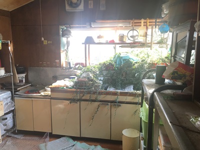 緑の入り込む台所